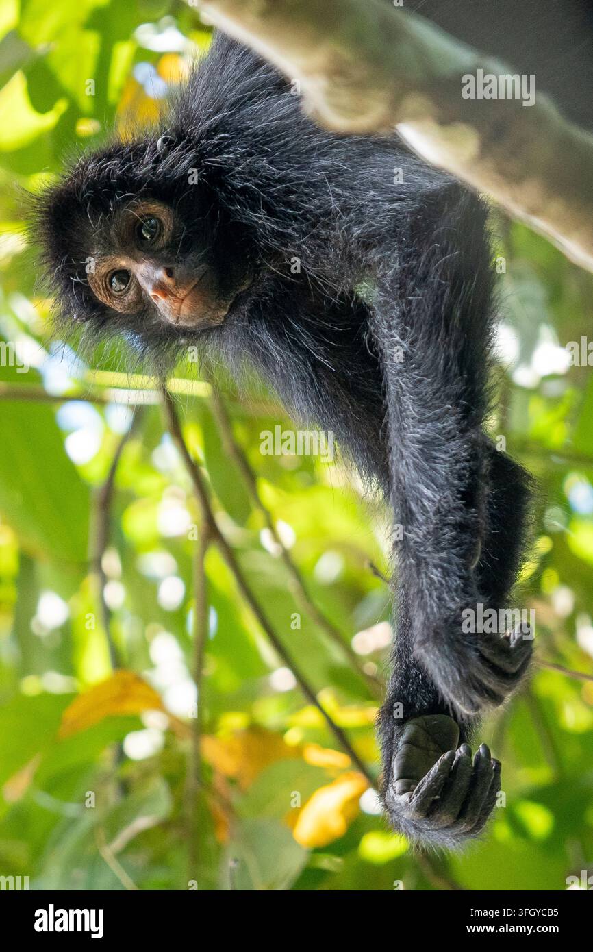 Jeune singe araignée noir pend à une branche dans la luxuriante forêt tropicale de la réserve nationale de Tambopata au Pérou, regardant curieusement depuis la canopée et illustra Banque D'Images