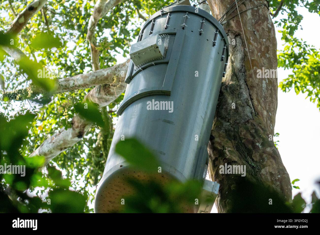 Une boîte à chauves-souris en métal montée en hauteur dans la canopée de la forêt tropicale pour la surveillance de la faune et la recherche de conservation, entourée d'un feuillage tropical luxuriant Banque D'Images