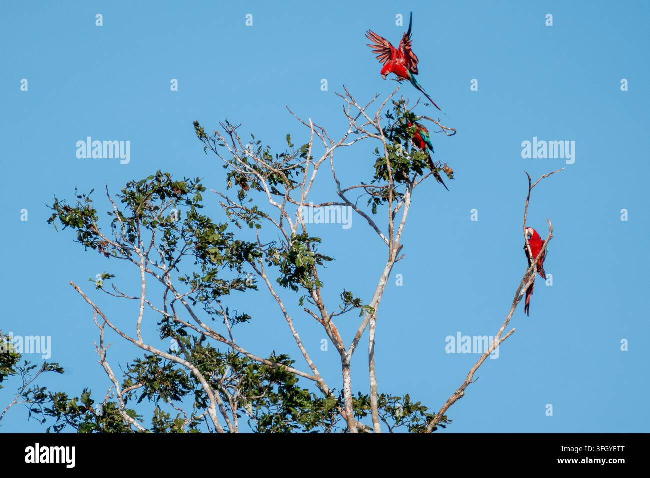 Les aras rouges se perchent et atterrissent parmi les branches élevées de la canopée contre un ciel bleu éclatant dans la réserve nationale de Tambopata, au Pérou, mettant en valeur la vibrante tropicalité Banque D'Images