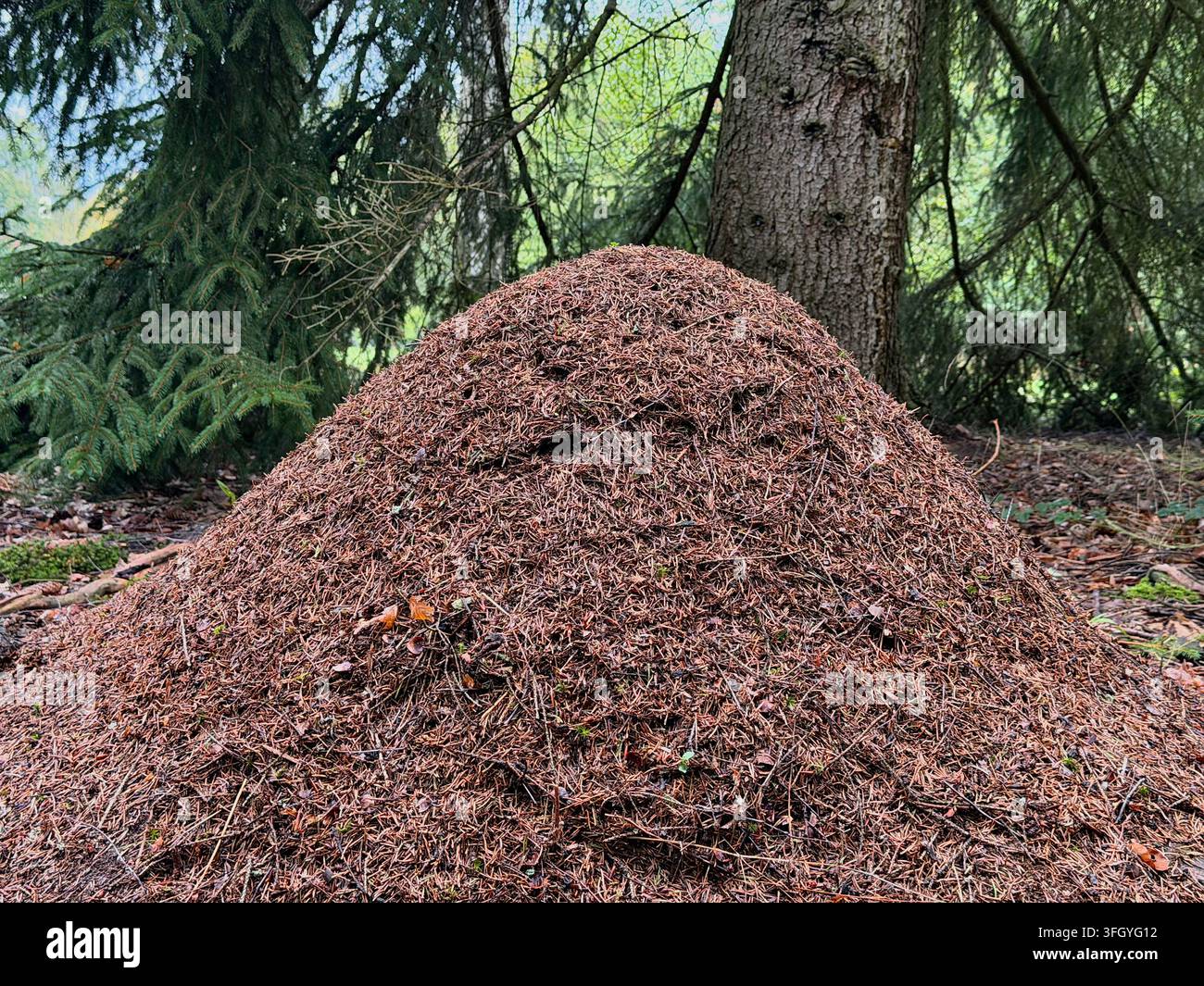 Monticule de fourmis fait d'aiguilles de pin dans une forêt près de Lany, Bohême centrale, Tchéquie Banque D'Images