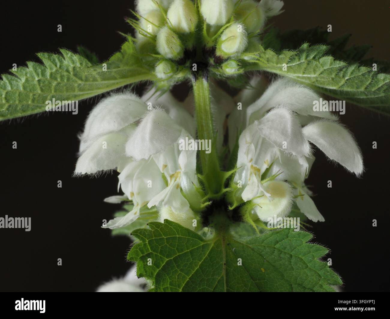 Close-up de la fleur de mouron blanc mort Banque D'Images