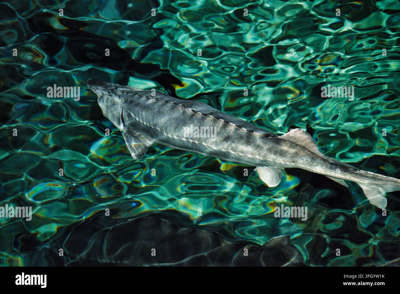 Poisson esturgeon nageant dans une eau claire et verte ondulant Banque D'Images