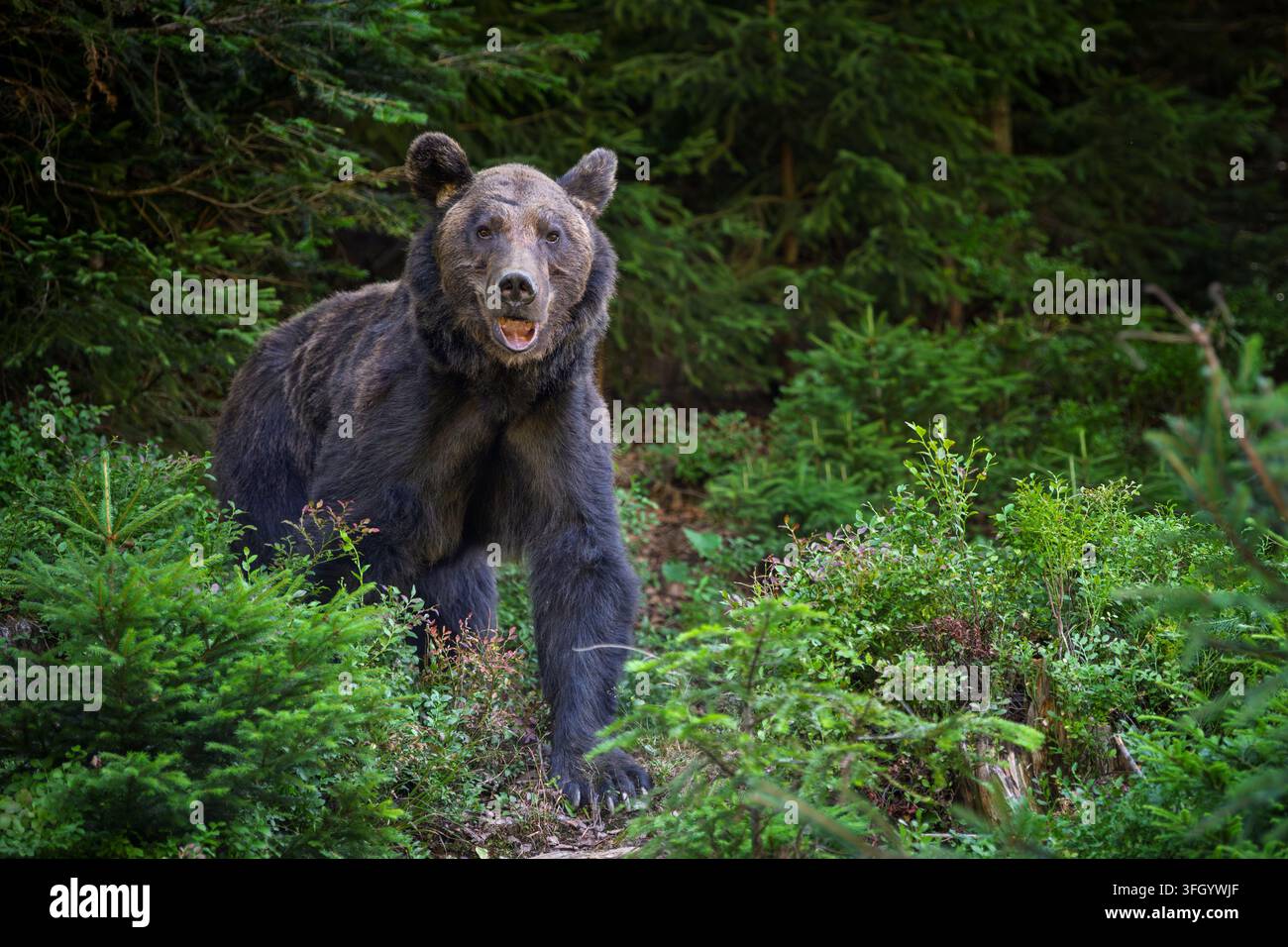 L'ours brun est positionné dans un cadre forestier, entouré d'une végétation dense et d'arbres, mettant en valeur son environnement naturel et sa présence physique Banque D'Images