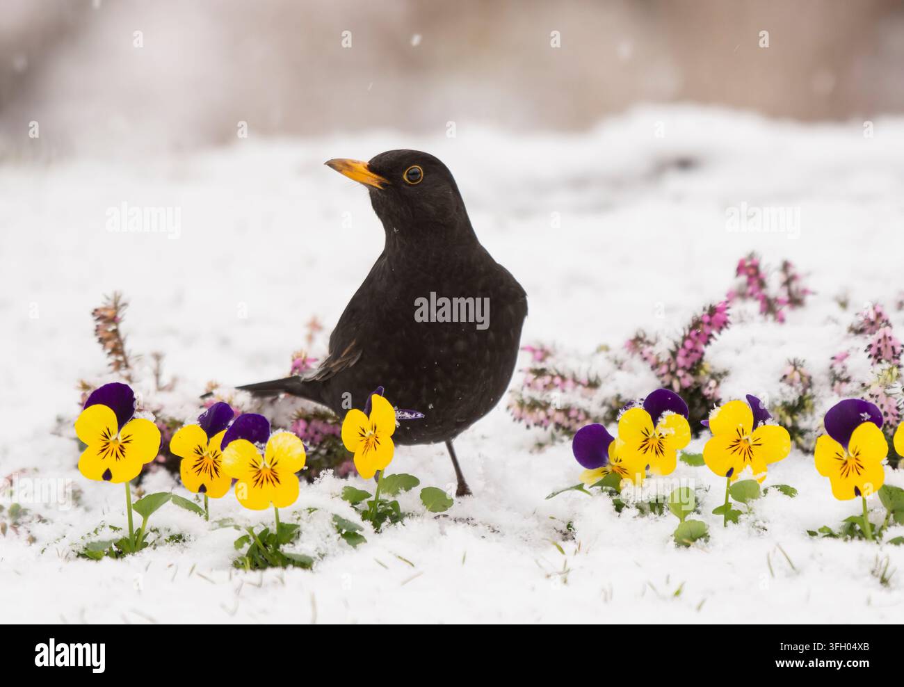 Merle noir eurasien Turdus merula, mâle face à la caméra, debout dans des fleurs couvertes de neige, pensées et bruyère d’hiver, dans un jardin, avec de la neige qui tombe. Févr Banque D'Images