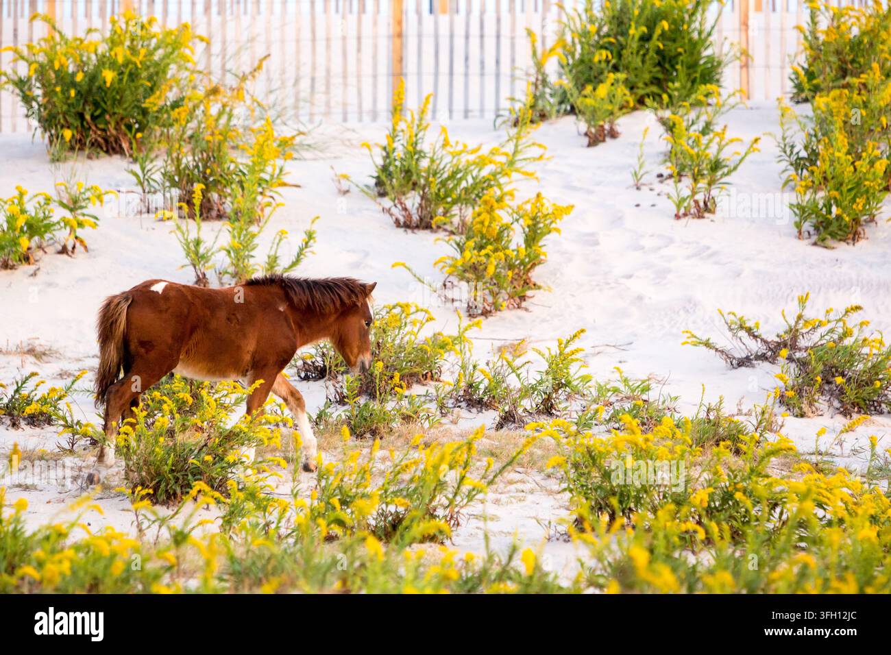 Un poulain pinto sauvage (Equus caballus) près des dunes de sable à Assateague Island National Seashore, Maryland Banque D'Images