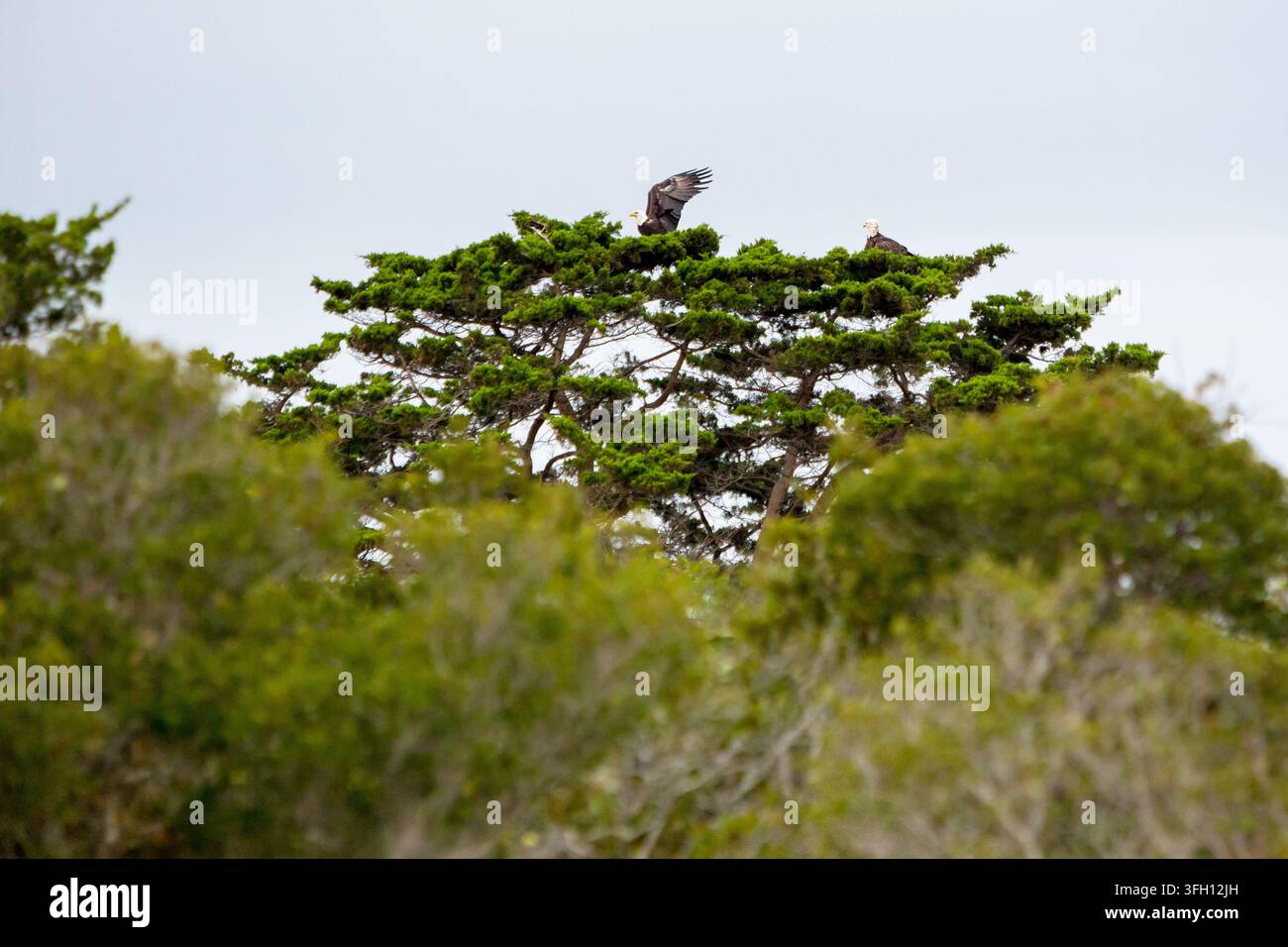 Une paire de pygarges à tête blanche (Haliaeetus leucocephalus) nicheant dans un pin loblolly à Assateague Island National Seashore, Maryland Banque D'Images