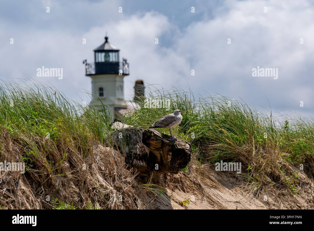 Le phare du nord de Block Island s'élevant au-dessus de la pointe herbeuse, encadré par des bois flottés au premier plan sous un ciel nuageux. Banque D'Images