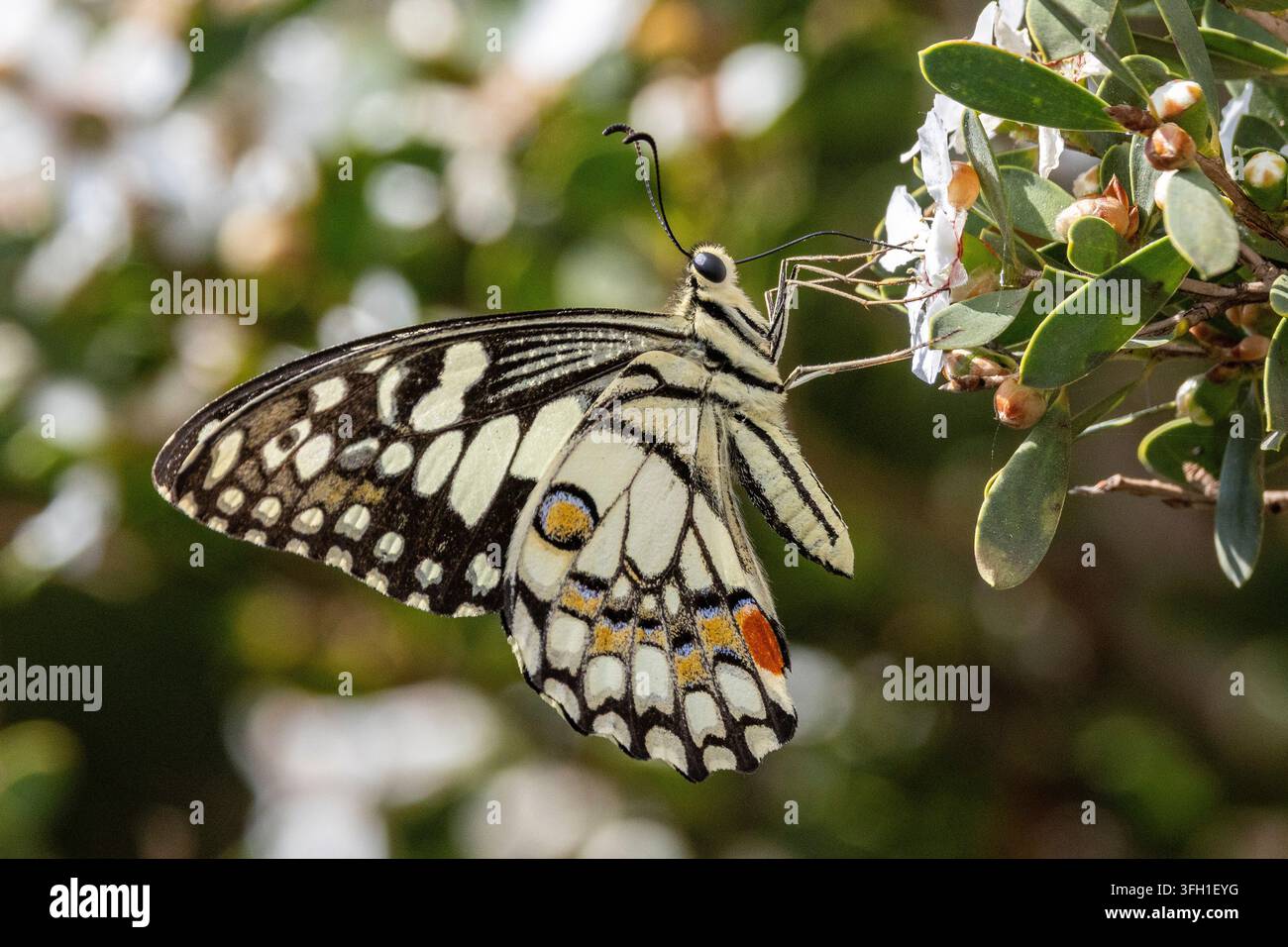 Papillon maculé de la swainson nourrissant sur des fleurs de théier Banque D'Images
