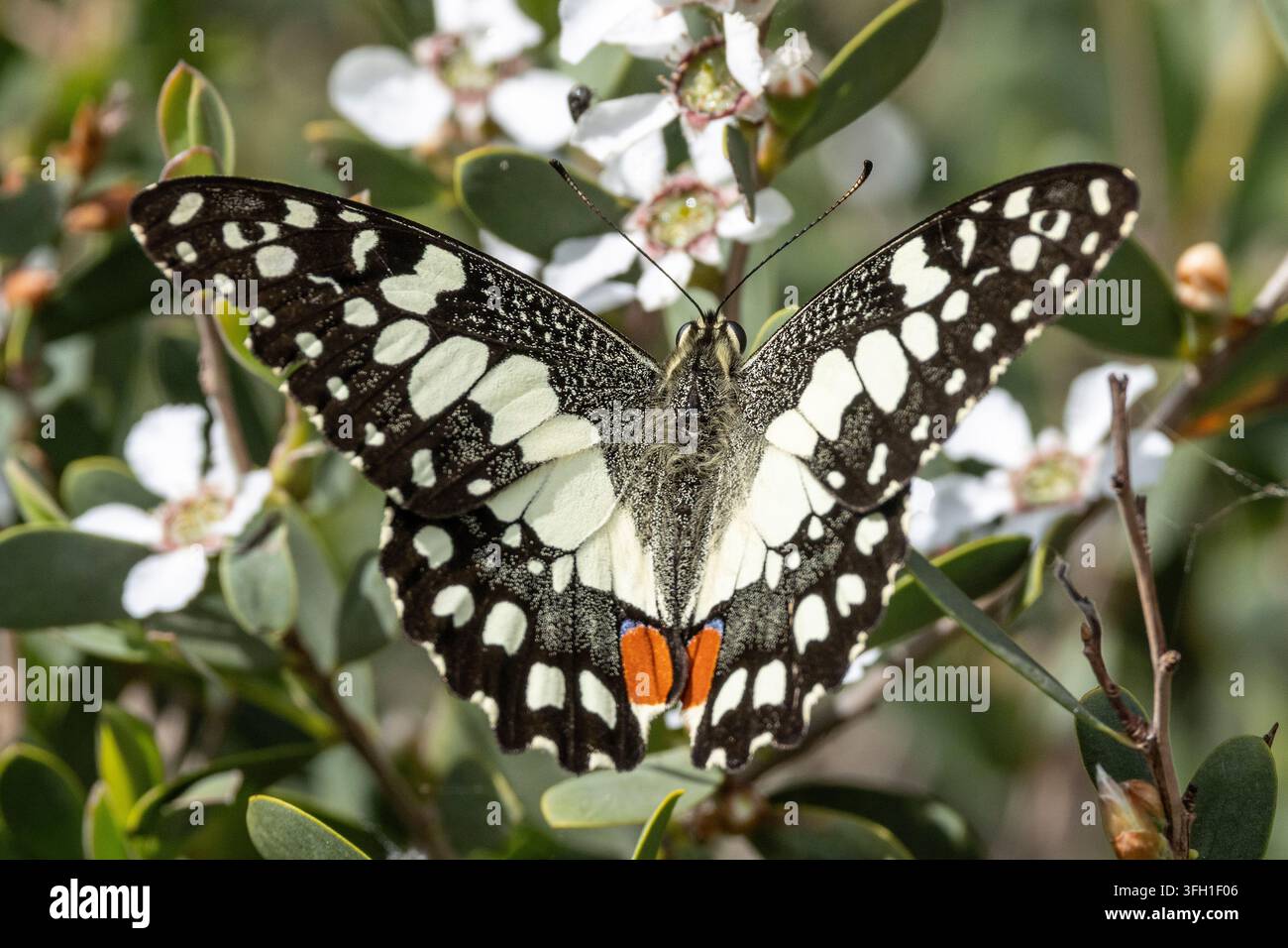 Papillon maculé de la swainson nourrissant sur des fleurs de théier Banque D'Images