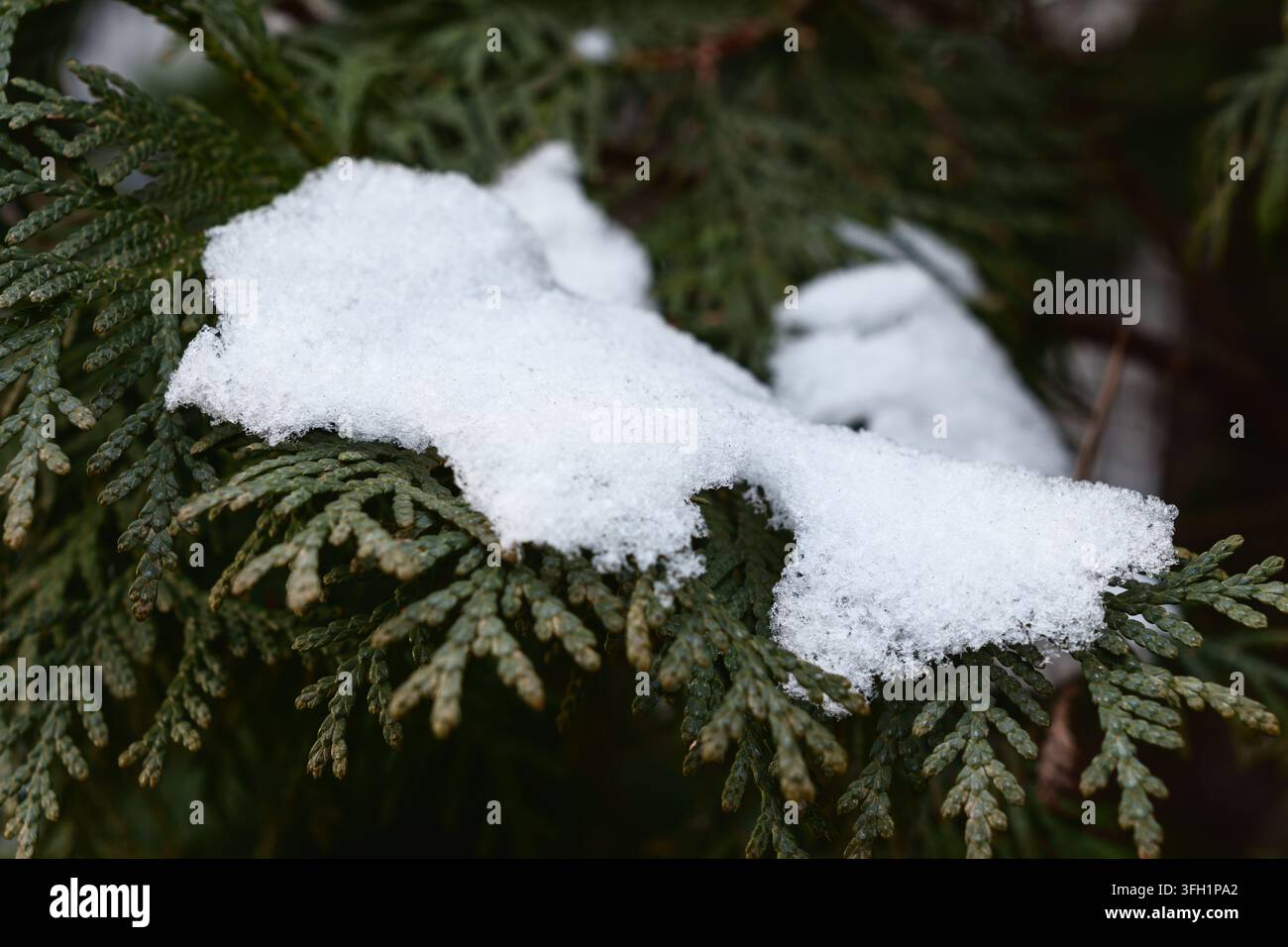 Neige fraîche reposant sur des branches à feuillage persistant en hiver Banque D'Images
