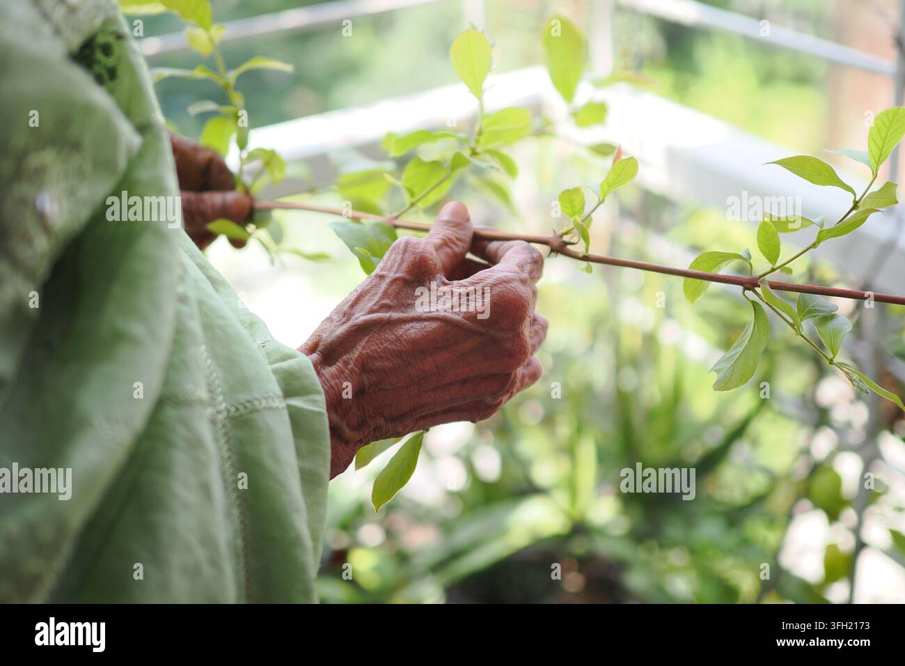 Femme âgée tenant une branche avec des feuilles vertes fraîches dans un jardin en journée Banque D'Images
