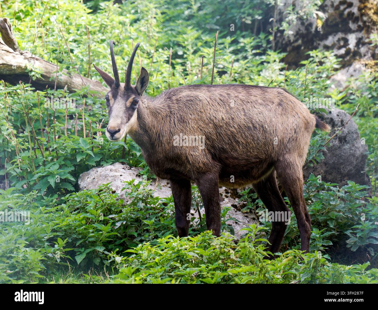 Chamois alpin (Rupicapra rupicapra) debout dans la végétation forestière du Parc Polaire, Chaux-Neuve, France Banque D'Images