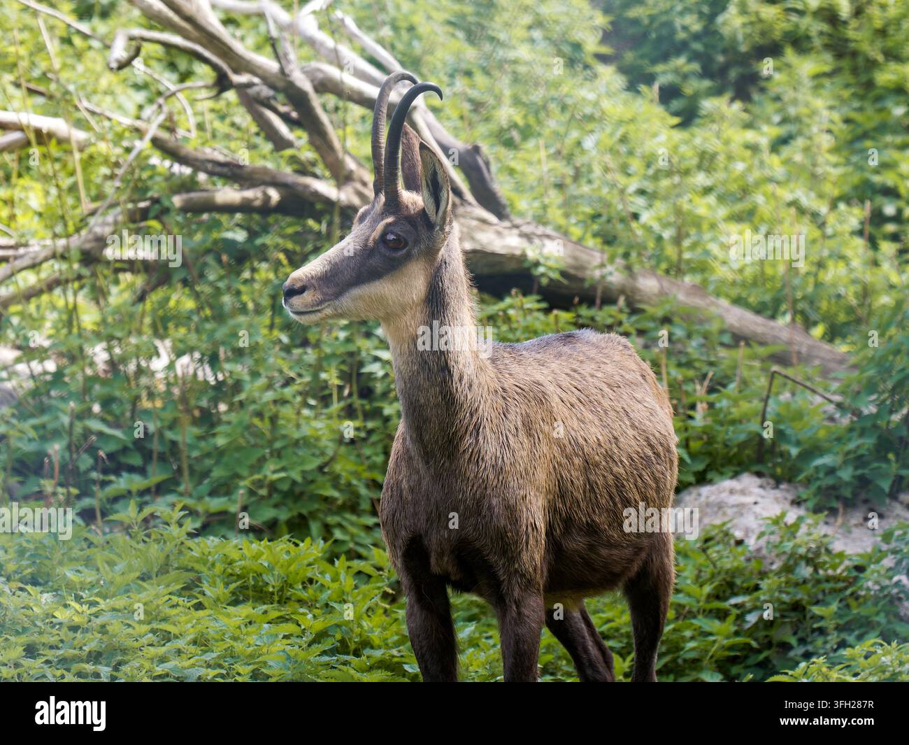 Chamois alpin (Rupicapra rupicapra) debout dans la végétation forestière du Parc Polaire, Chaux-Neuve, France Banque D'Images