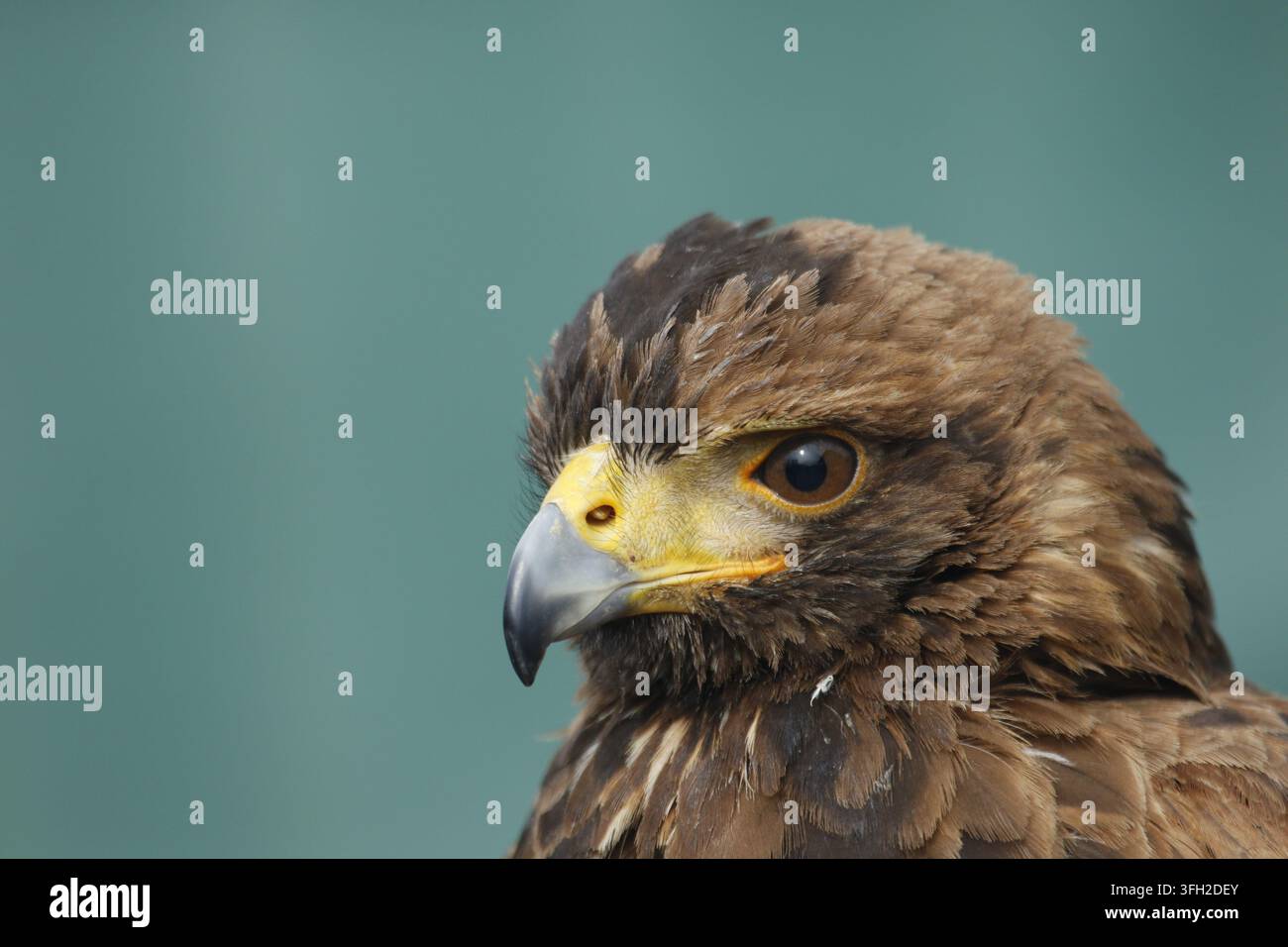 Un portrait rapproché détaillé en profil d'un majestueux faucon de Harris (Parabuteo unicinctus) mettant en valeur son œil perçant et son bec crochu. Banque D'Images