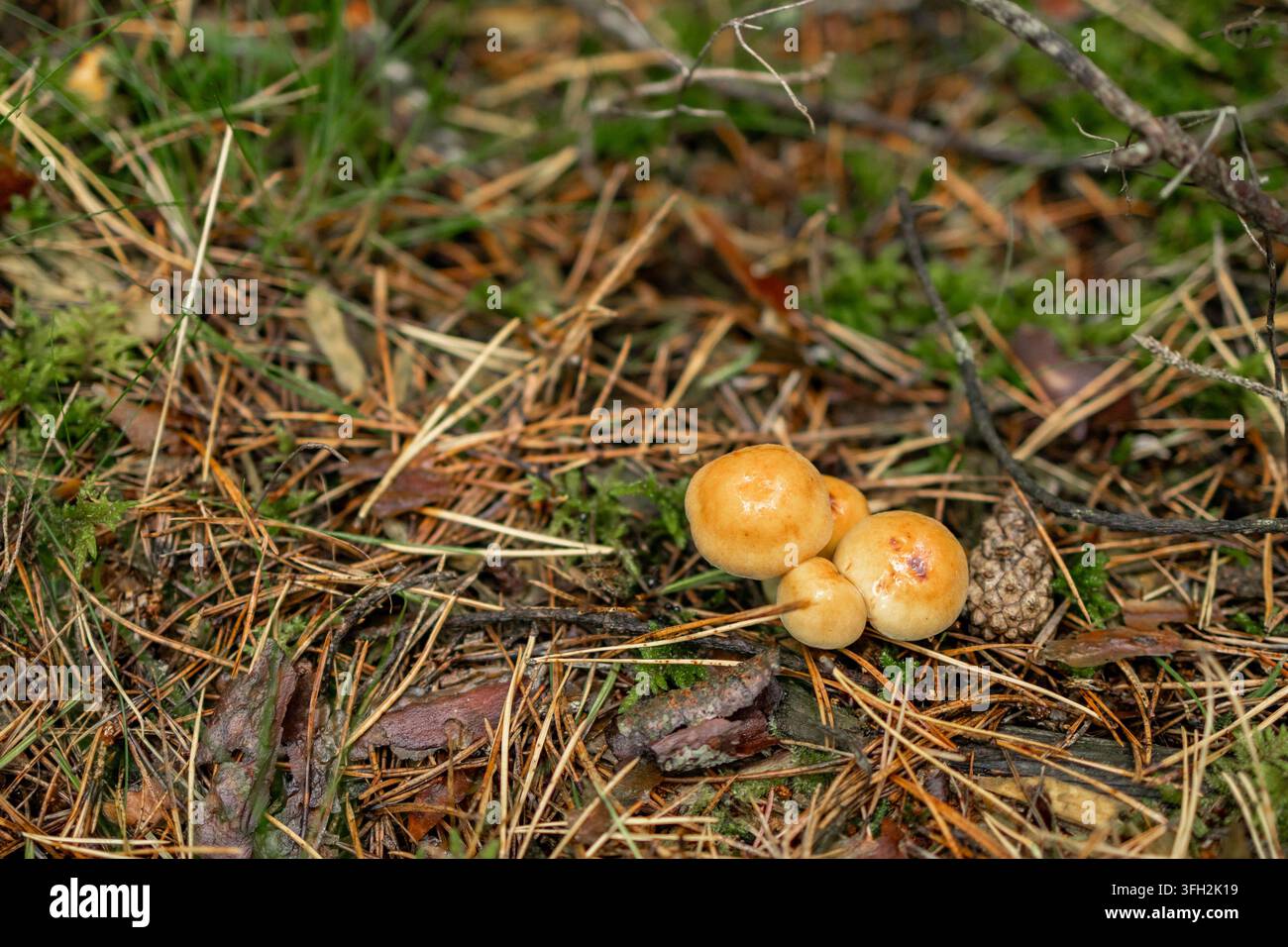 Champignons soufrés avec des chapeaux arrondis jaune-orange poussent parmi les aiguilles de pin sur le sol de la forêt. Concept d'identification des champignons sauvages et de cl non comestible Banque D'Images