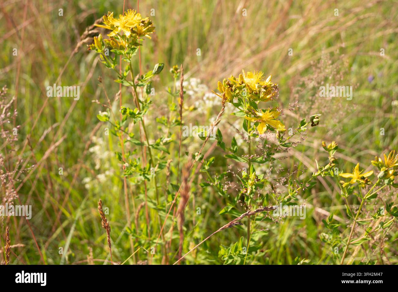 Macro horizontal de fleurs de millepertuis jaunes avec des étamines proéminentes parmi des herbes sèches. Idéal pour la photographie des plantes médicinales, l'art d'étude botanique Banque D'Images