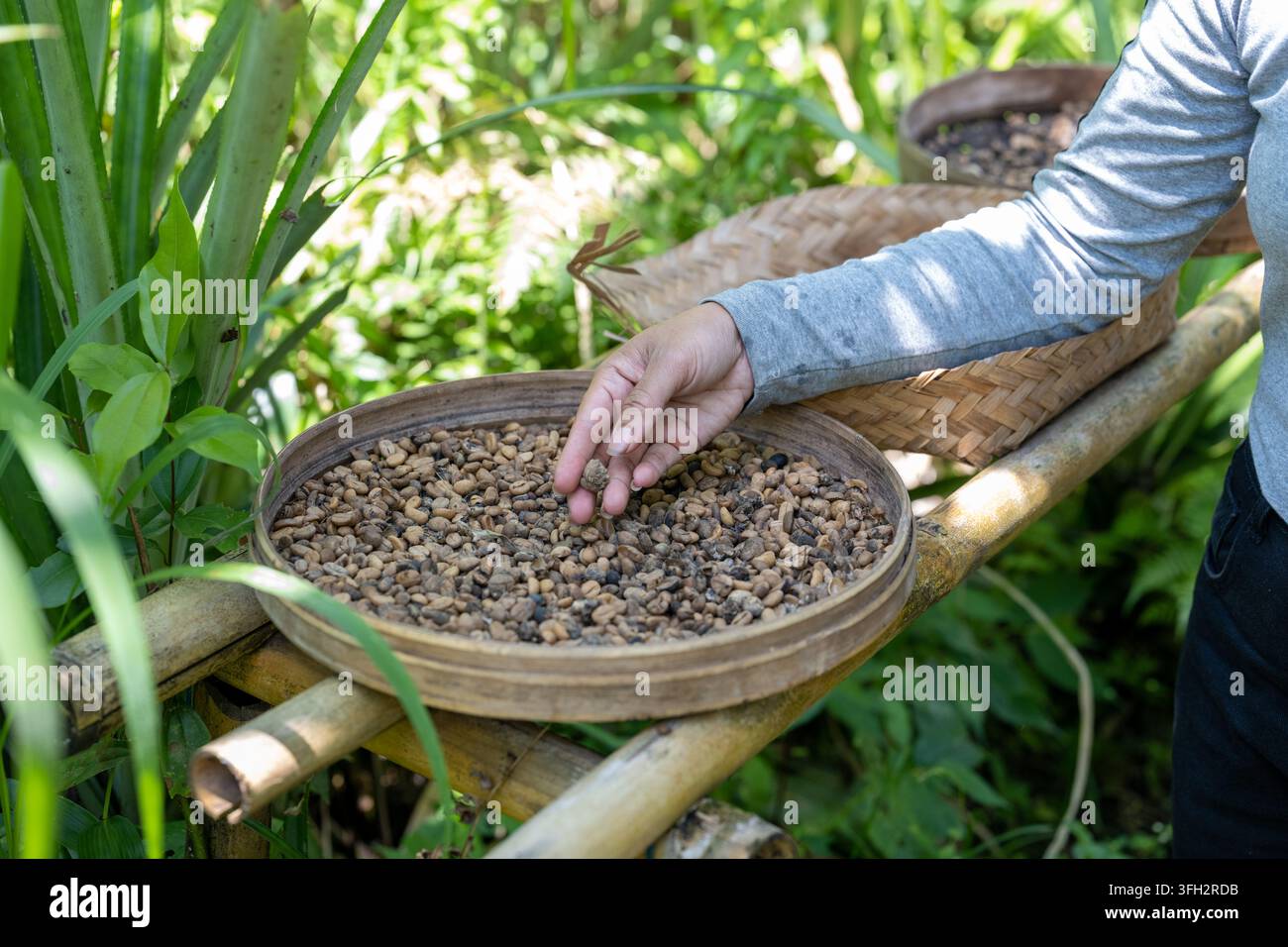 Un travailleur trie des grains de café non traités à la main dans un plateau en bambou près du mont Batur à Bali. Banque D'Images
