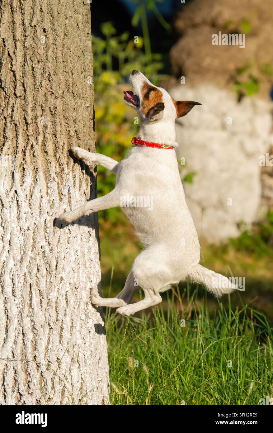 Jack Russell Terrier. Le chien saute, essaie de grimper à un arbre, d'attraper le chat Banque D'Images