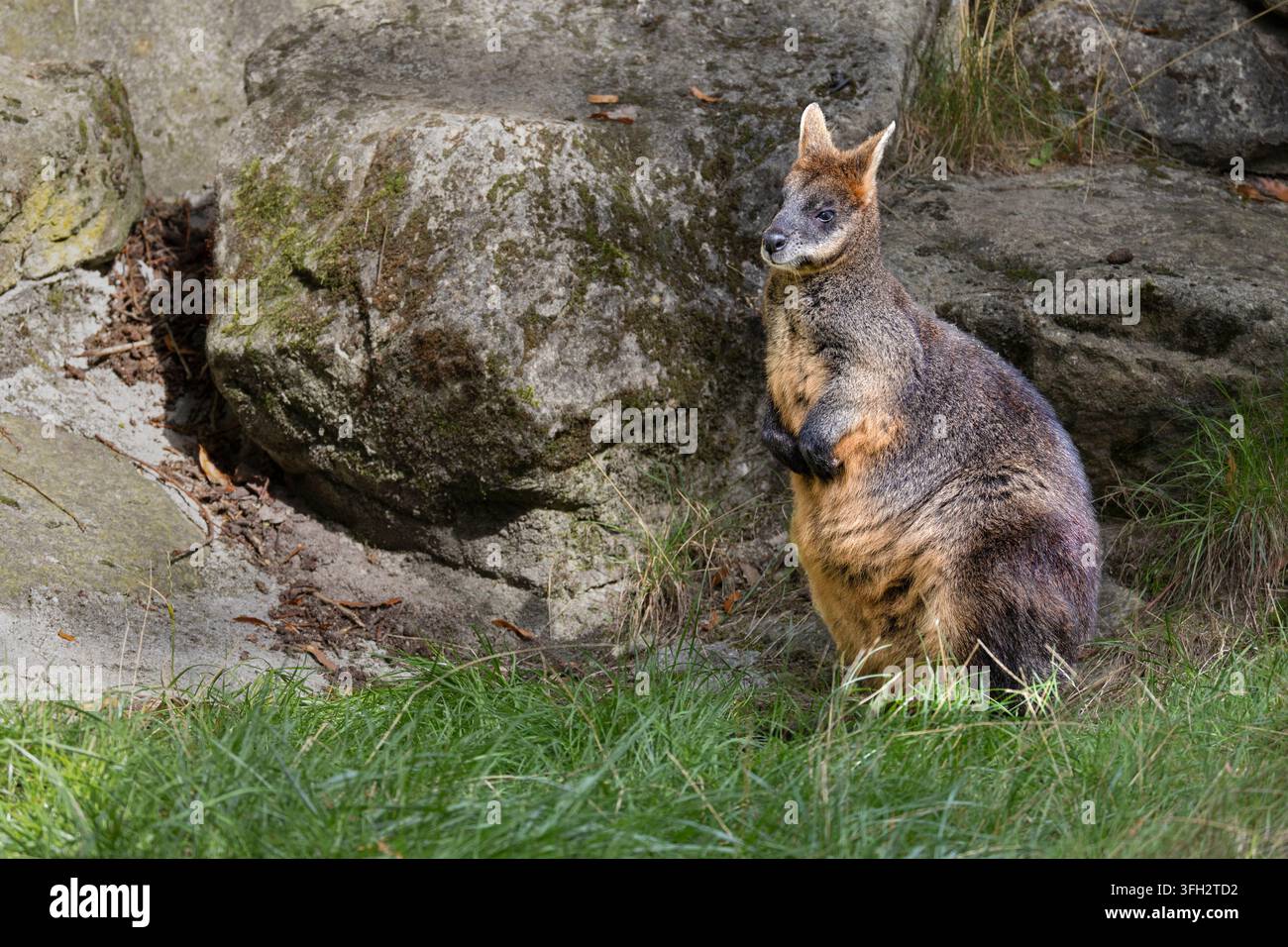 Wallaby des marais Banque D'Images