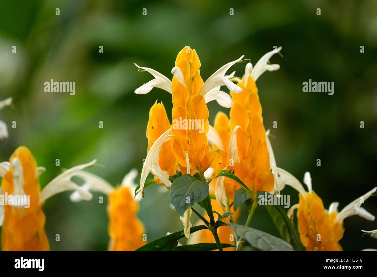 Plante vibrante de crevette dorée Pachystachys lutea avec des bractées orange vif et des fleurs blanches fleurissant dans un jardin tropical luxuriant. Banque D'Images