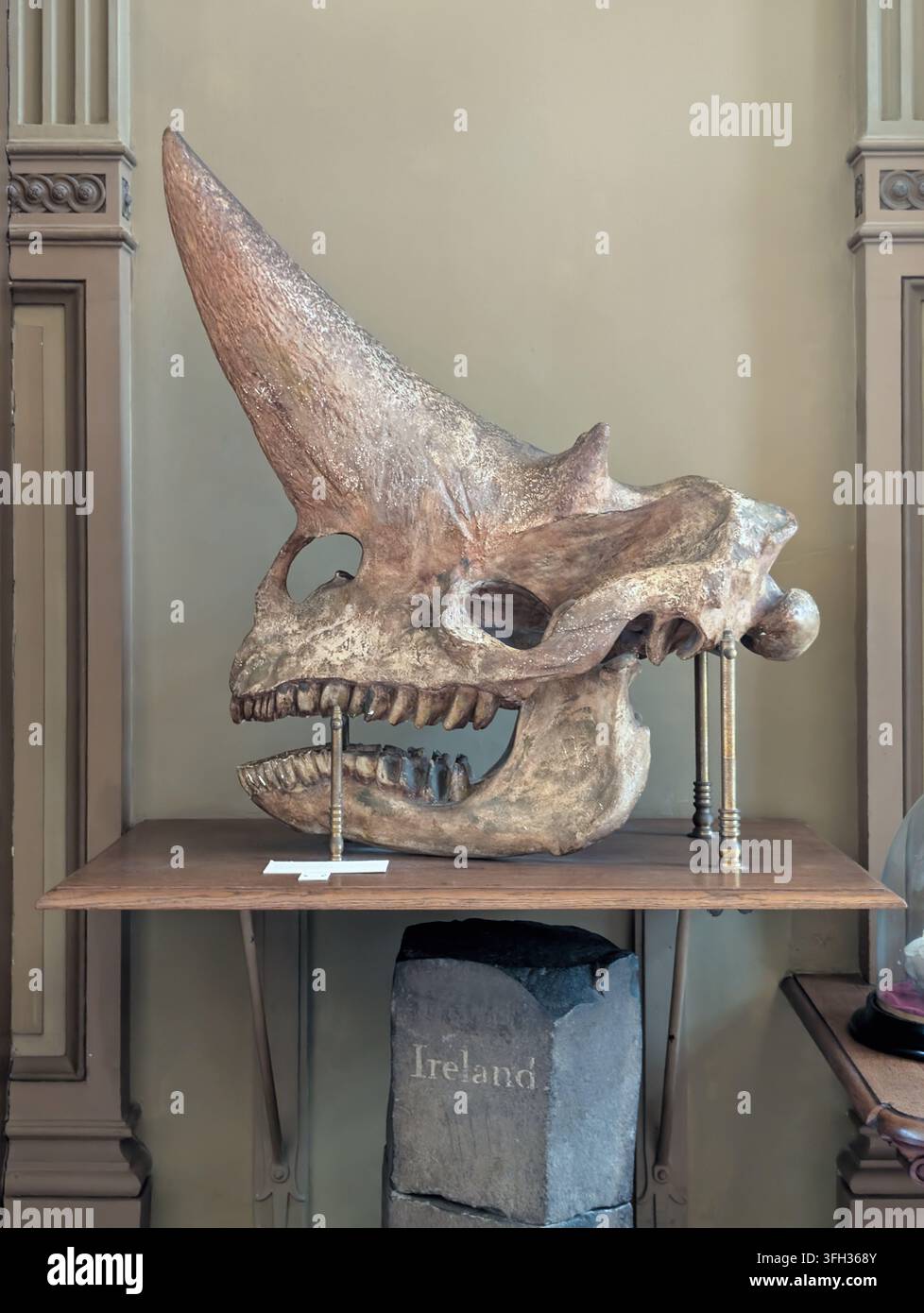 Le Teylers Museum est un musée d'art, d'histoire naturelle et de sciences à Haarlem, aux Pays-Bas. Fossile d'Arsinoitherium, un mammifère éteint. Banque D'Images