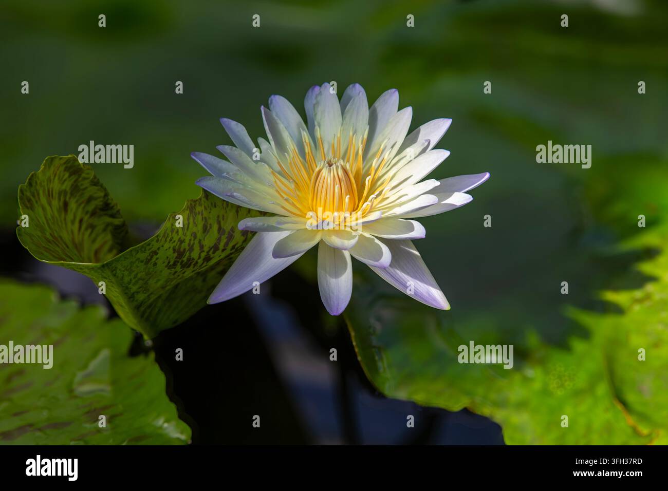 Lotus bleu (Nymphaea nouchali var. caerulea) ou bokeh de nymphaéa au Jardin botanique de Birmingham, West Midlands, Angleterre Banque D'Images