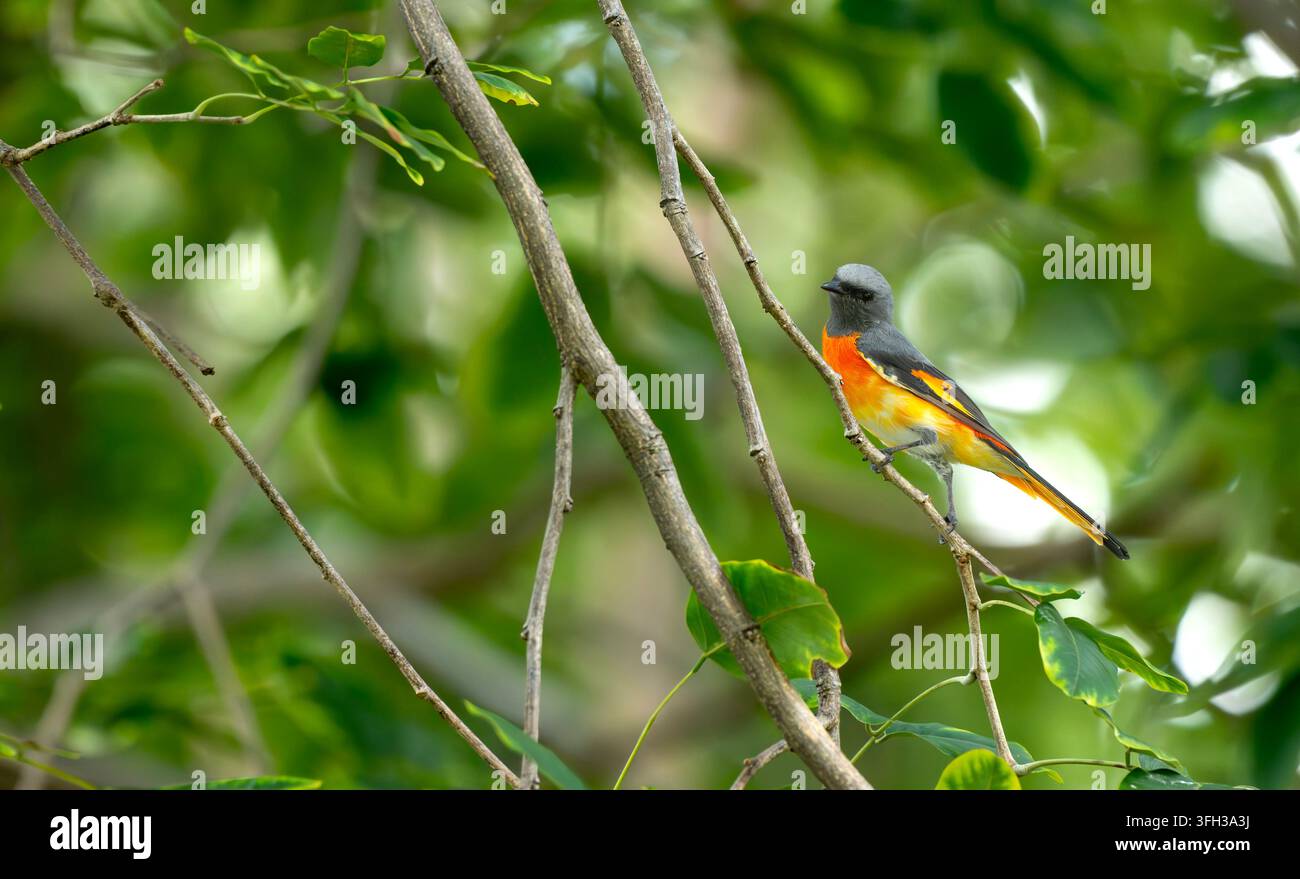 Minivet mâle perché dans le feuillage vert Banque D'Images