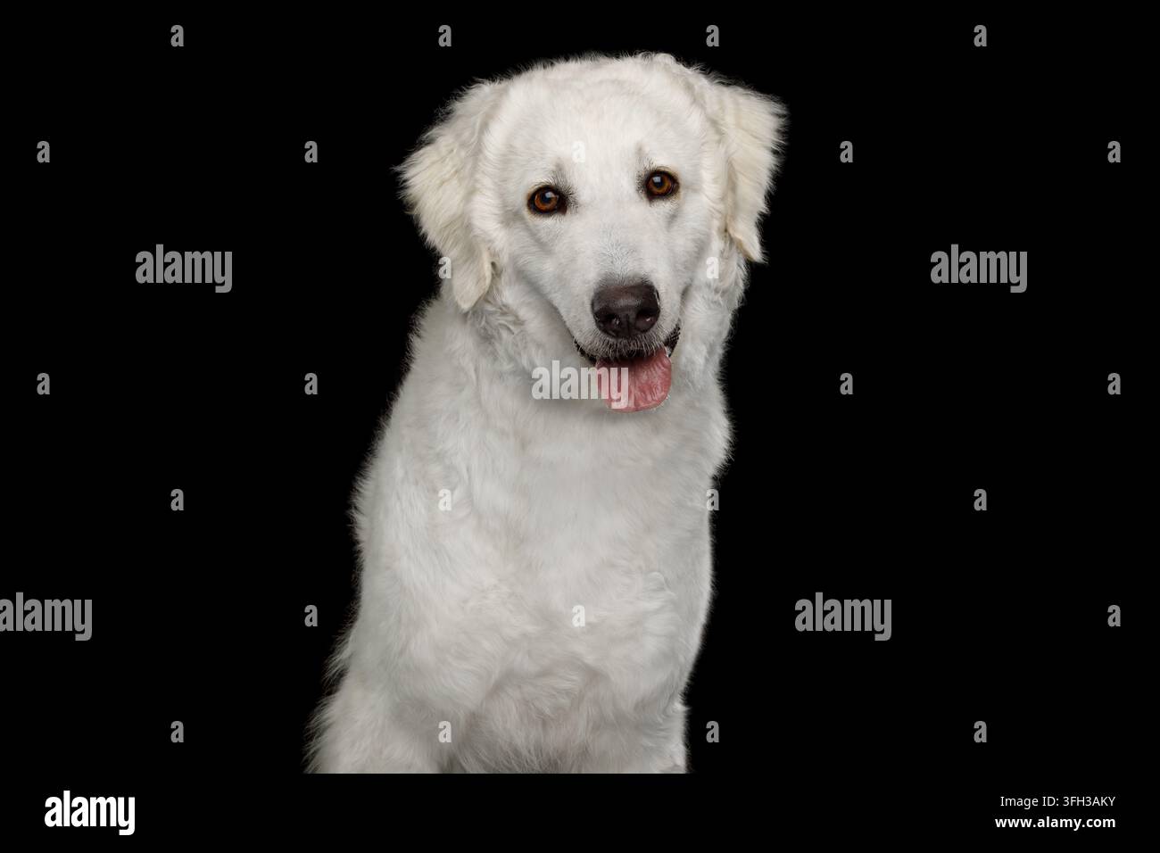 Le chien de berger polonais des Tatras regarde avec une expression naïve et innocente, une fourrure blanche et douce encadre un visage bienveillant, des yeux doux et mignons regardent directement la caméra, isola Banque D'Images
