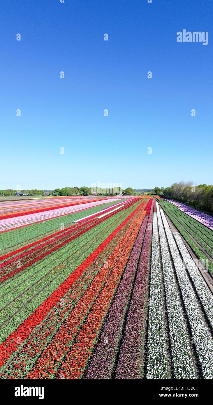 Champ de tulipes rouge, blanc et violet éclatant, perspective, printemps Banque D'Images