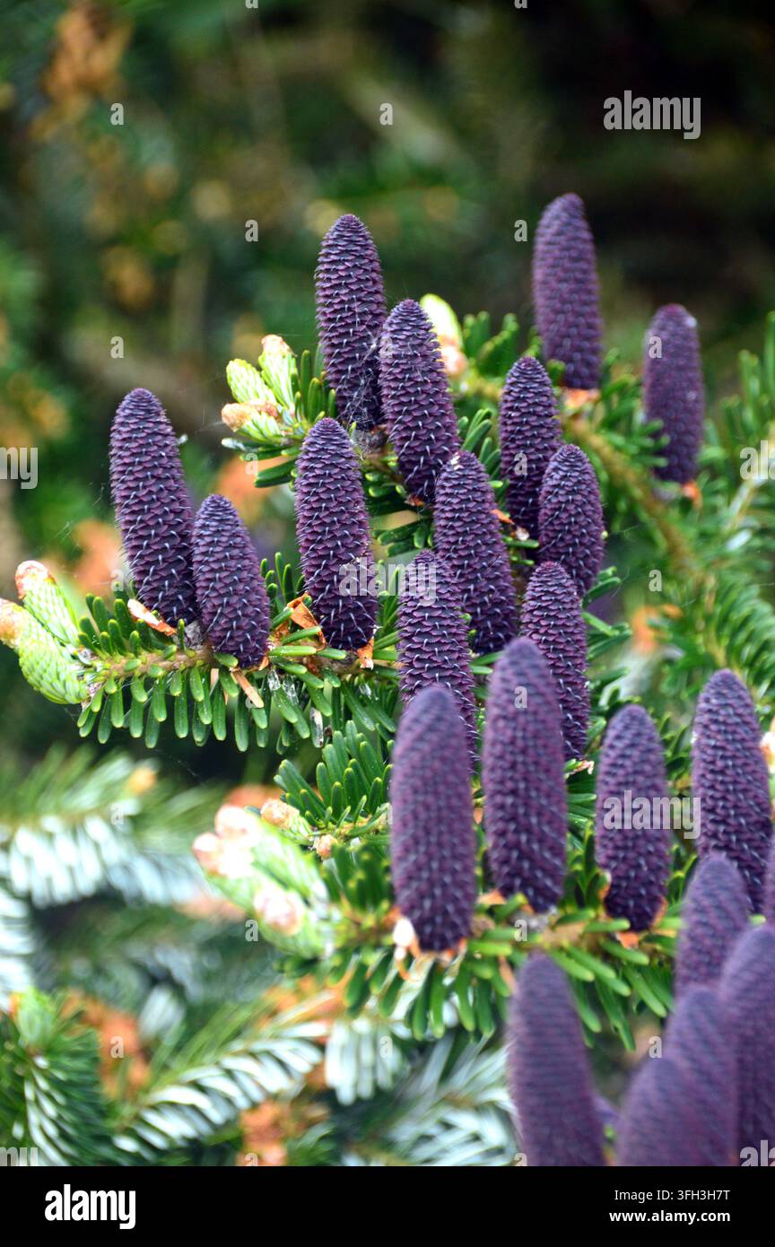Abies Koreana bleu/violet 'Sapindier coréen' (connes d’arbre) exposé au RHS Garden Harlow Carr, Harrogate, Yorkshire, Angleterre, Royaume-Uni Banque D'Images