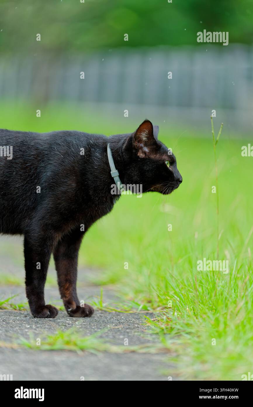 Chat noir vigilant debout près de l'herbe verte par un jour de pluie Banque D'Images