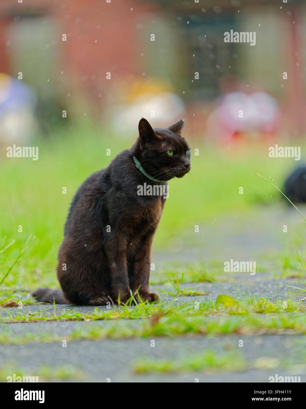 Chat noir domestique assis attentivement dehors par temps pluvieux Banque D'Images
