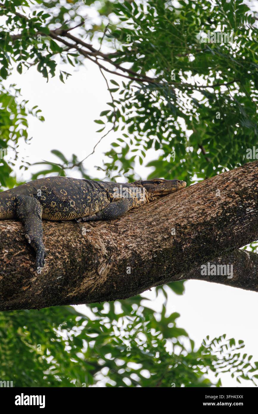 Vautour des marais asiatique reposant sur une branche d'arbre dans une végétation tropicale Banque D'Images