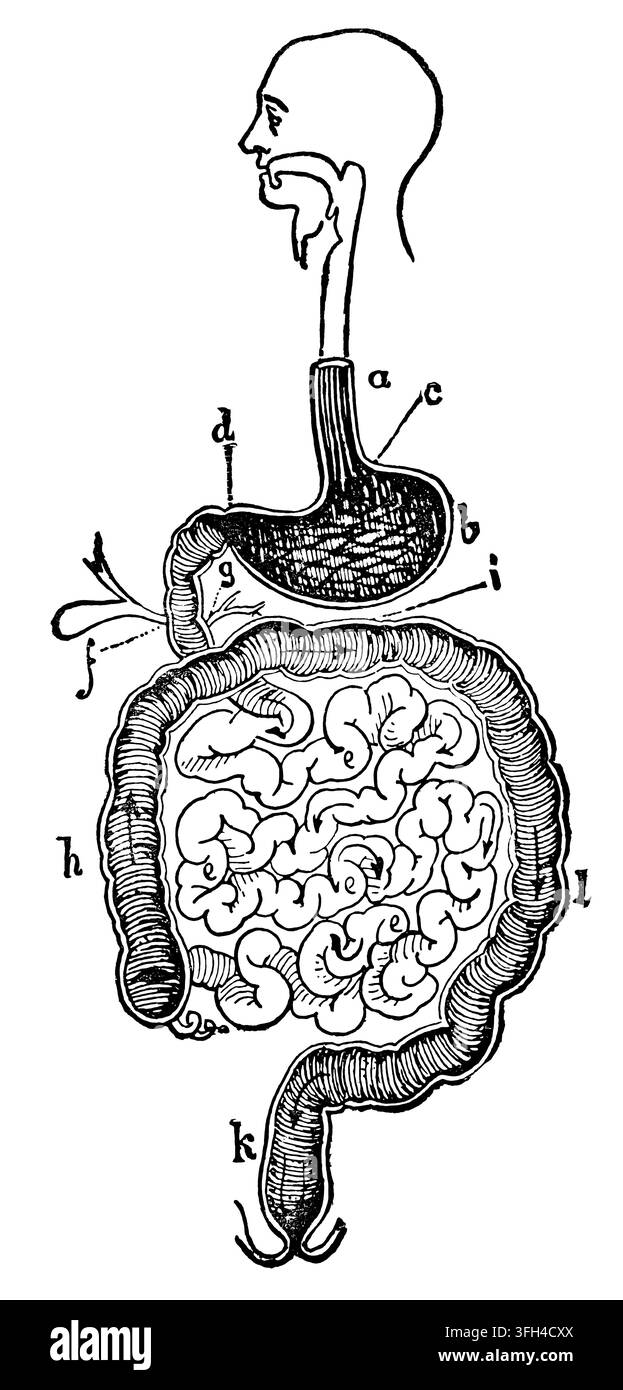Illustration anatomique antique fournissant un aperçu schématique du système digestif humain complet ; comprenant l'œsophage ; l'estomac ; et l'intestin Banque D'Images