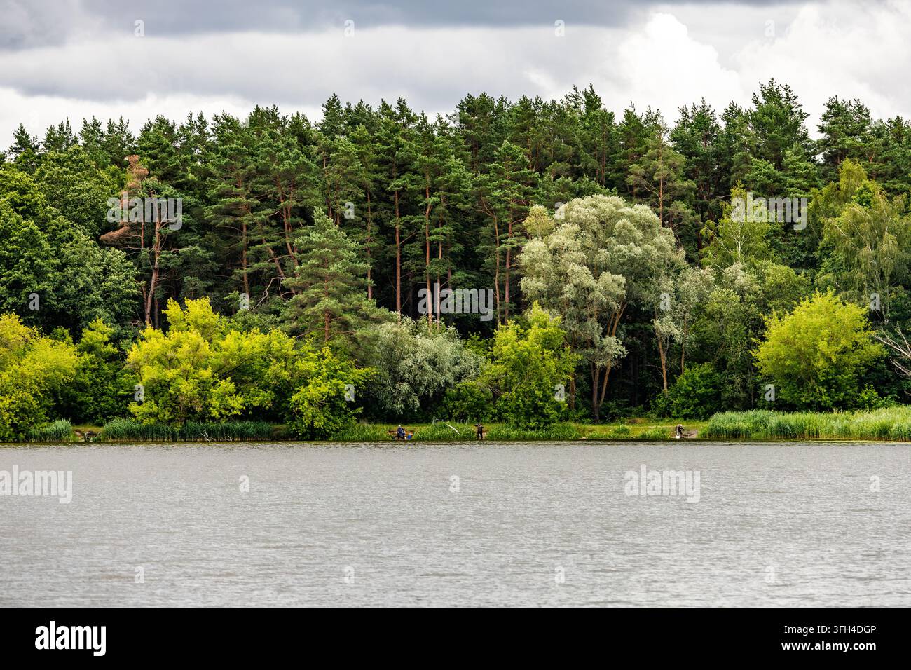 Une forêt de pins luxuriante avec un feuillage vert vif se dresse le long d'une rive de lac calme sous un ciel nuageux. La scène de paysage naturel présente une eau tranquille un Banque D'Images
