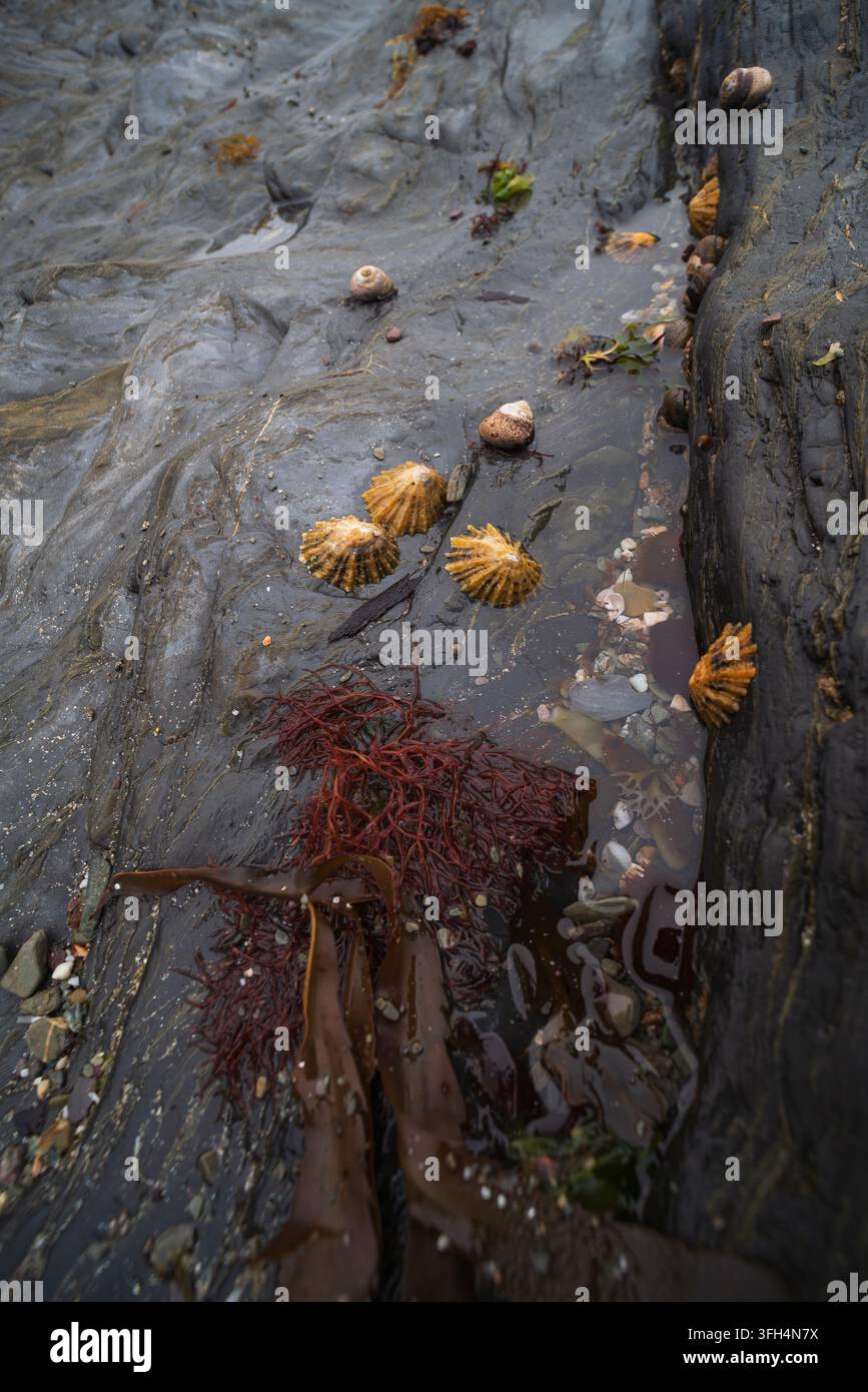 Une vue rapprochée de patelles coniques fixées à des rochers sombres et humides sur une côte. Des algues rouges et brunes sont visibles, ainsi que de petites flaques rocheuses. Banque D'Images