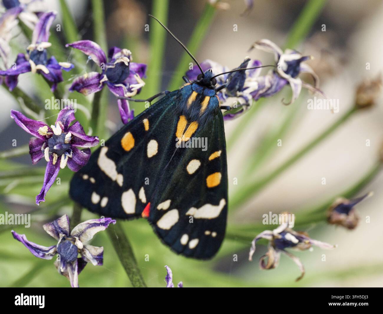Un papillon tigré écarlate vif (Callimorpha dominula) exhibant ses motifs distinctifs d'ailes noirs, crème et orange. Banque D'Images