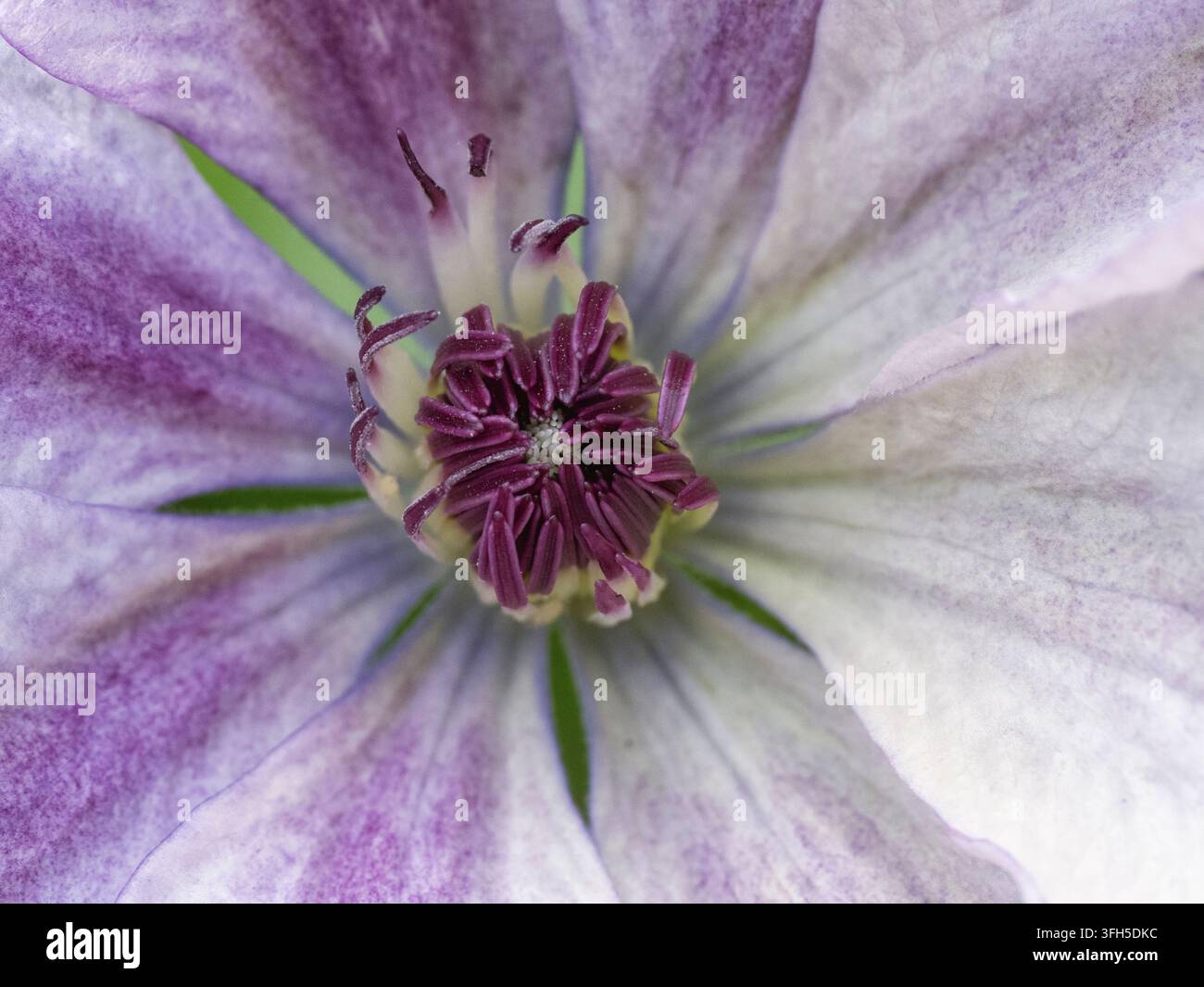 Grossissement macro d'une fleur de clématite bicolore présentant des sépales lavande clair avec une bande magenta et un groupe central proéminent d'étamines violettes. Banque D'Images