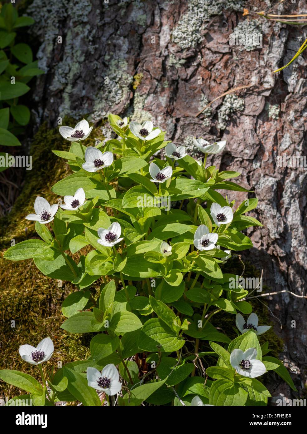 Amas fleuri de cornouiller nain eurasien (Cornus suecica) avec des bractées blanches et des fleurs violet foncé poussant contre un tronc de pin, Kiperort Banque D'Images