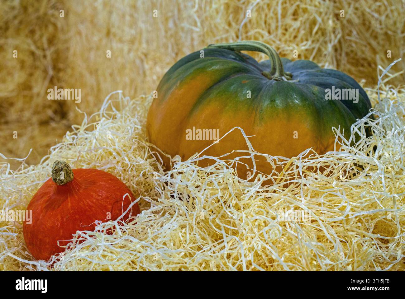 Deux citrouilles, une grande verte et orange et une petite rouge, reposent dans une paille pâle, créant une nature morte rustique de récolte automnale avec des couleurs saisonnières chaudes Banque D'Images