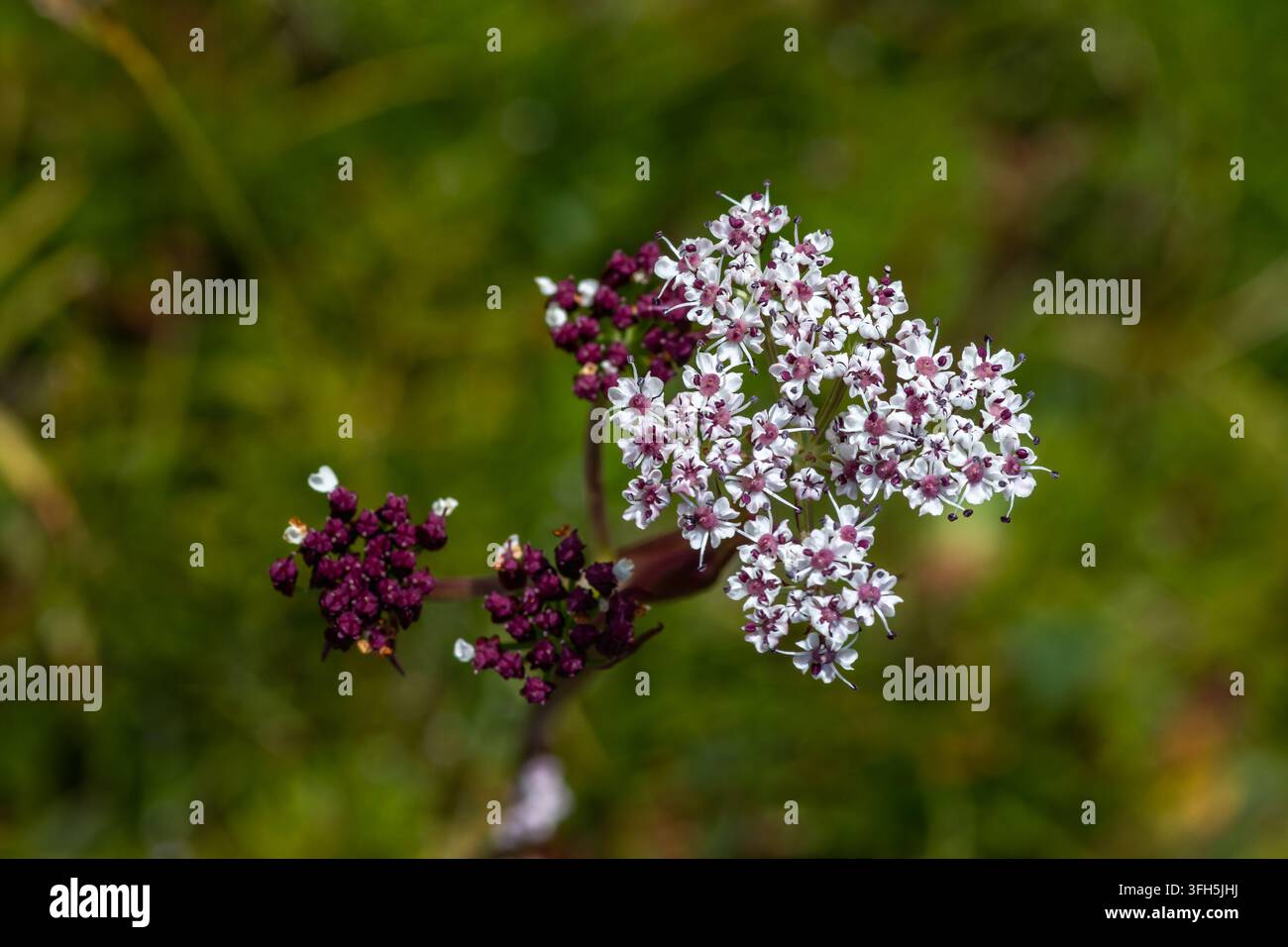 Grappes de fleurs de l'ostericum à feuilles minces rare (Ostericum tenuifolium) en fleurs dans la vallée de la rivière de montagne de Mogen-Buren, République de Touva, Russie Banque D'Images