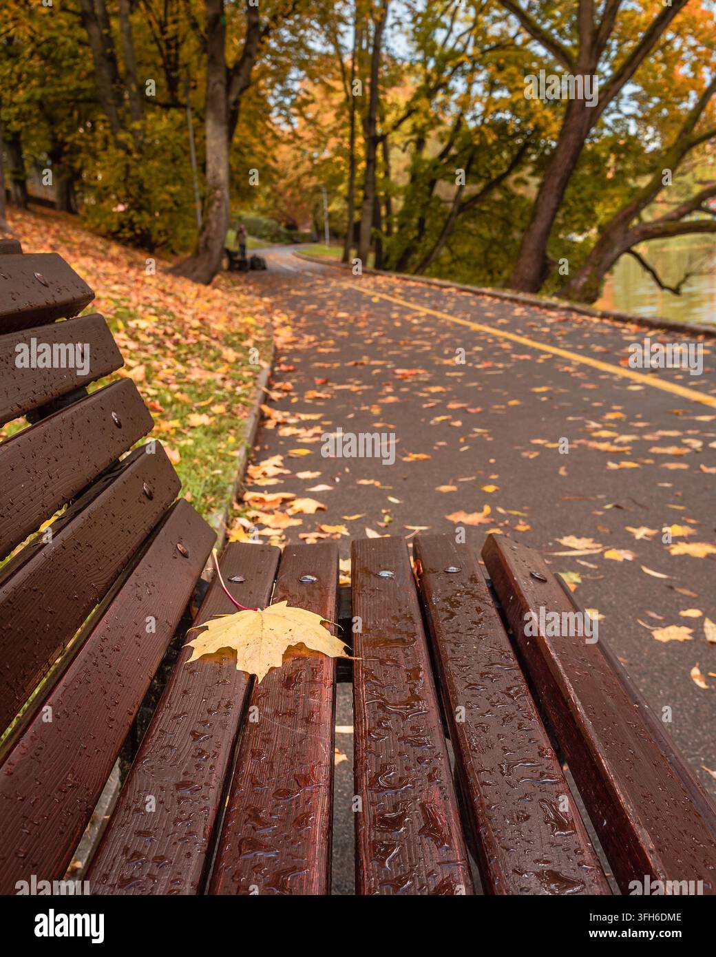 Banc de parc en bois mouillé avec une feuille d'érable en automne. Banque D'Images