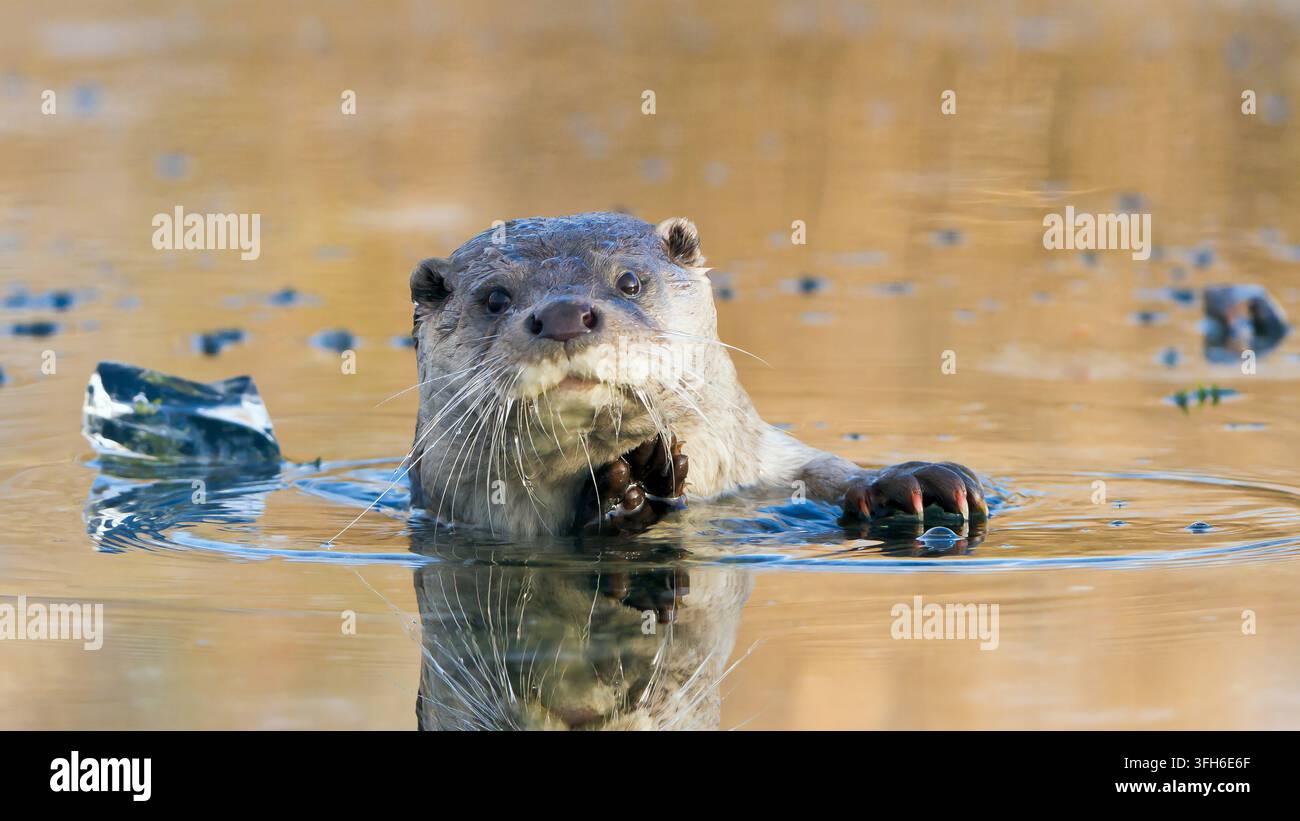 Une loutre européenne avec une patte levée regardant l'appareil photo tout en nageant dans l'eau glacée à Lelystad, Pays-Bas. Banque D'Images
