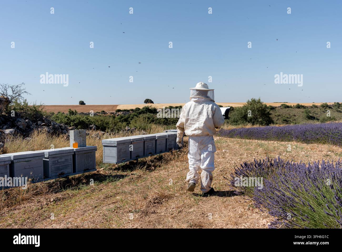 Apiculteur en combinaison de protection s'occupe de ruches en bois à côté de lavande en fleurs sous un ciel bleu clair. Pot de miel, abeille volante, terres agricoles et arbre au loin Banque D'Images
