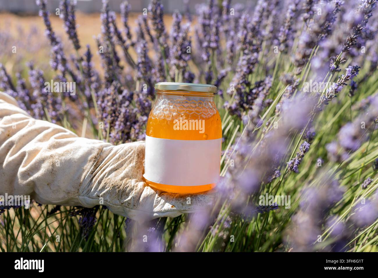 Main gantée d'apiculteur tenant un pot vierge étiqueté de miel doré parmi des fleurs de lavande en pleine floraison, mettant en valeur les produits apicoles naturels, la pollinisation et la campagne Banque D'Images