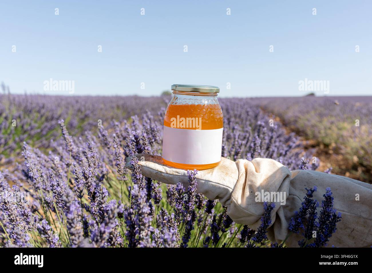 Pot de miel doré avec étiquette vierge reposant sur un gant d'apiculteur parmi la lavande en fleurs dans un champ rural ensoleillé, mettant en valeur l'apiculture naturelle, la récolte, un Banque D'Images