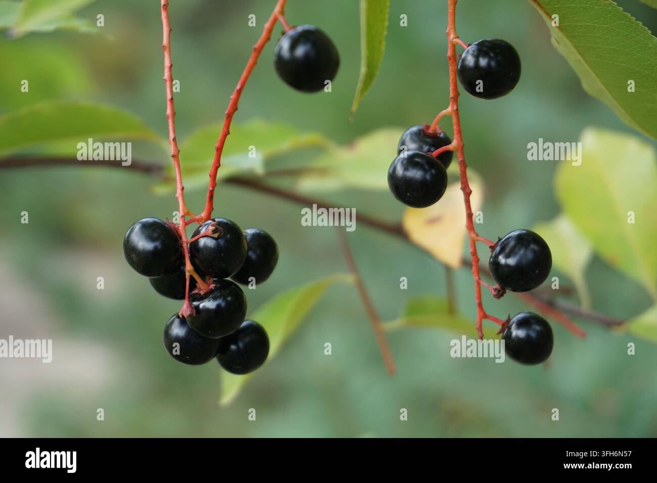 Gros plan de cerises noires (Prunus serotina) Banque D'Images