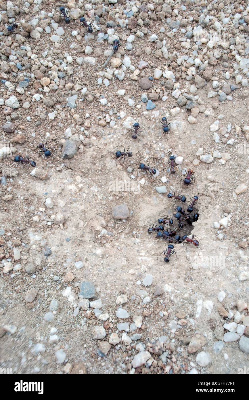 Fourmis moissonneuses entrant et sortant de leur nid souterrain Banque D'Images