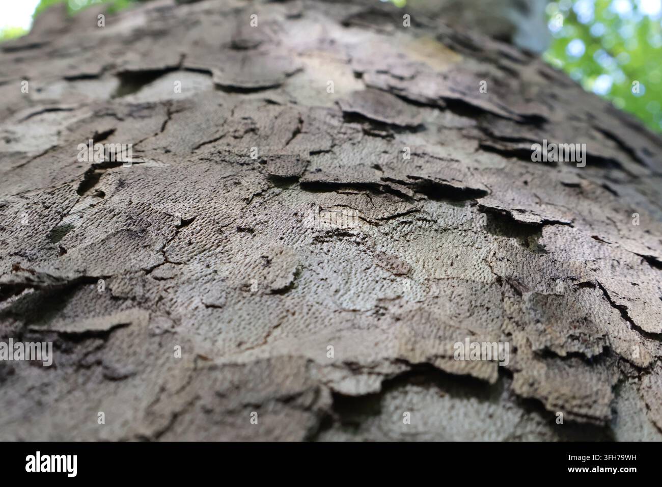 Motif abstrait naturel d'écorce d'arbre rugueuse dans un environnement naturel Banque D'Images