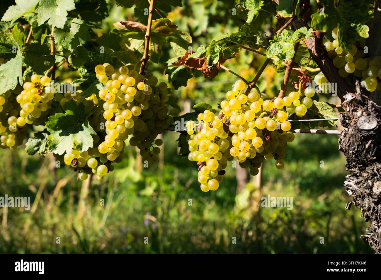 Raisins de vin blanc dans les vignes Banque D'Images